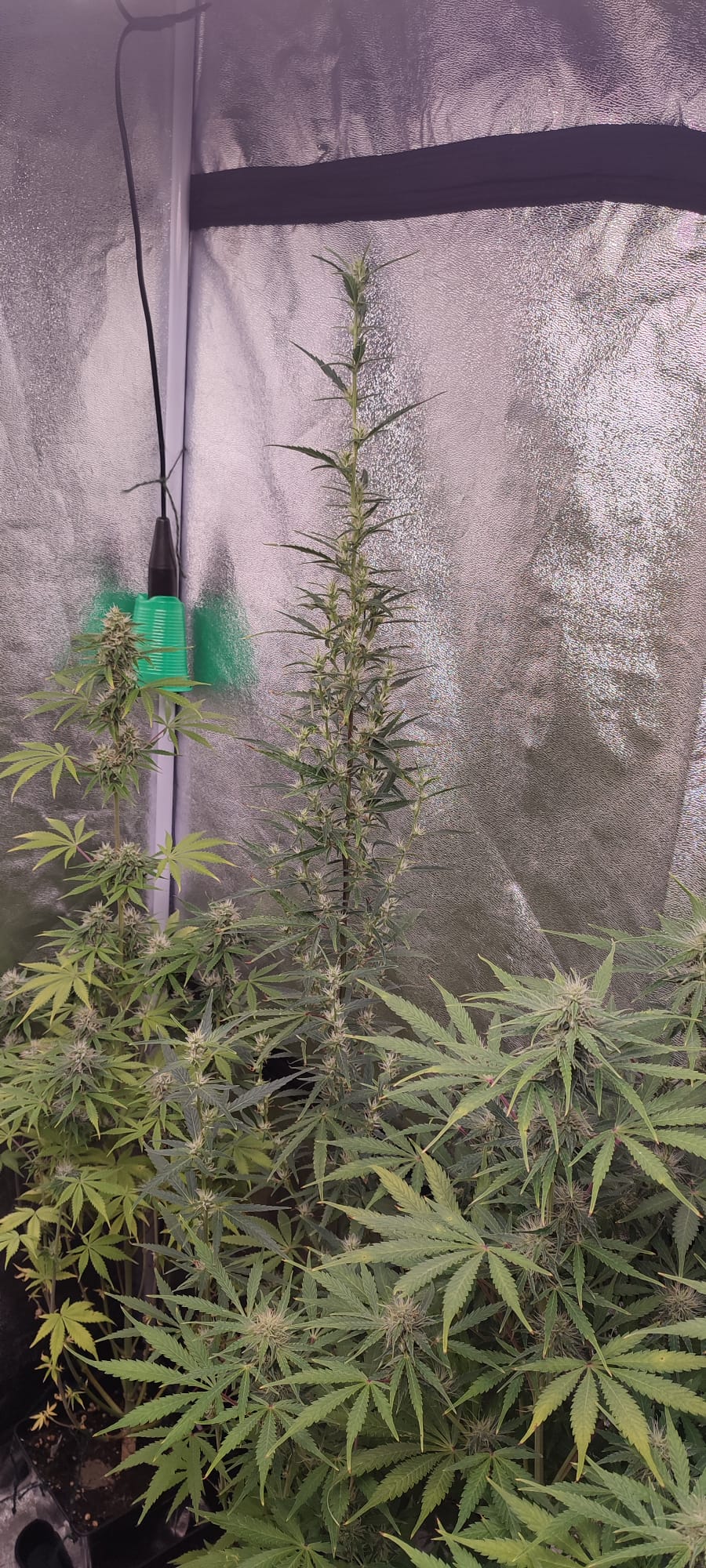 str mang haze auto.jpeg