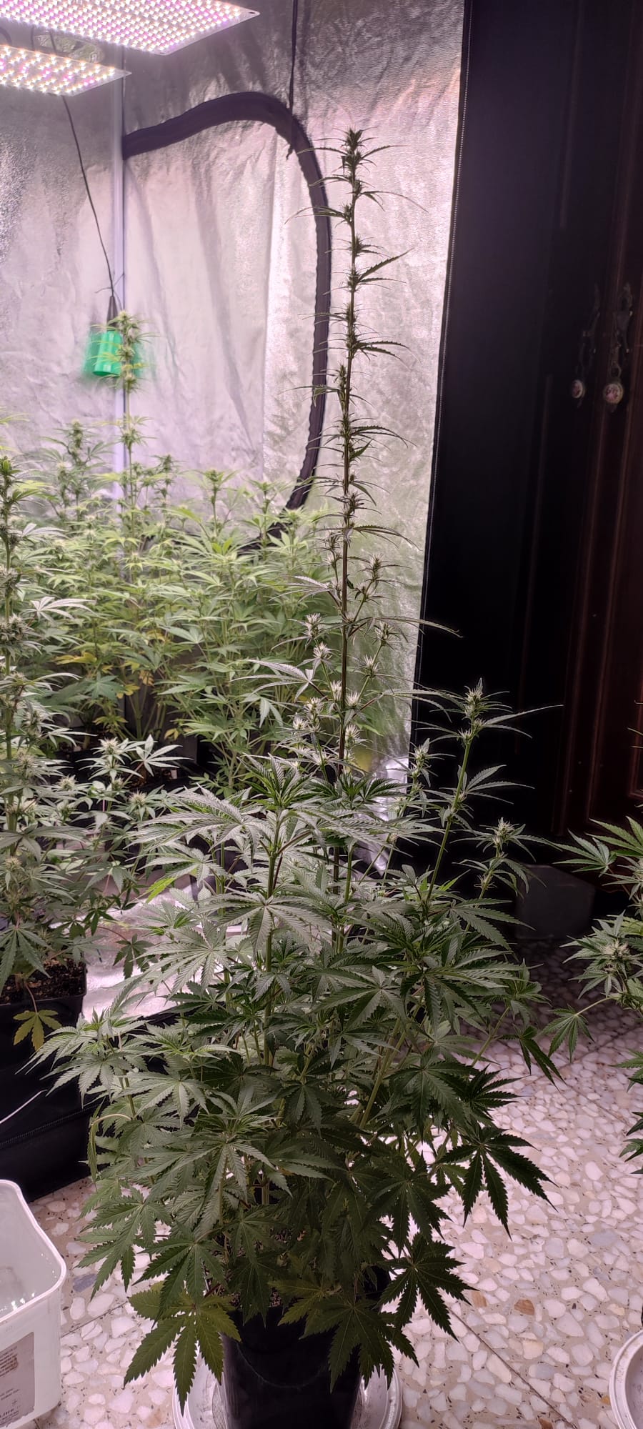 strawberry dick haze auto.jpeg