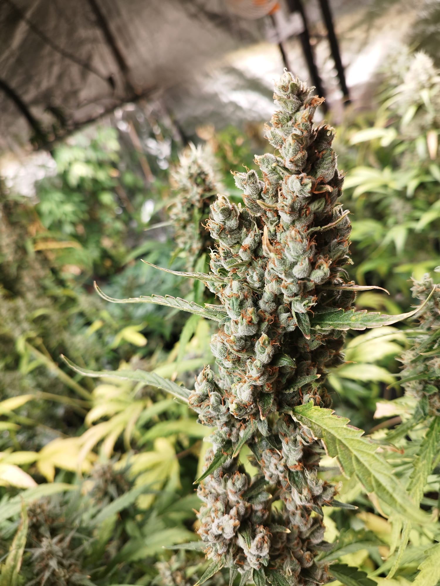 strawebrryb pienesia.jpeg