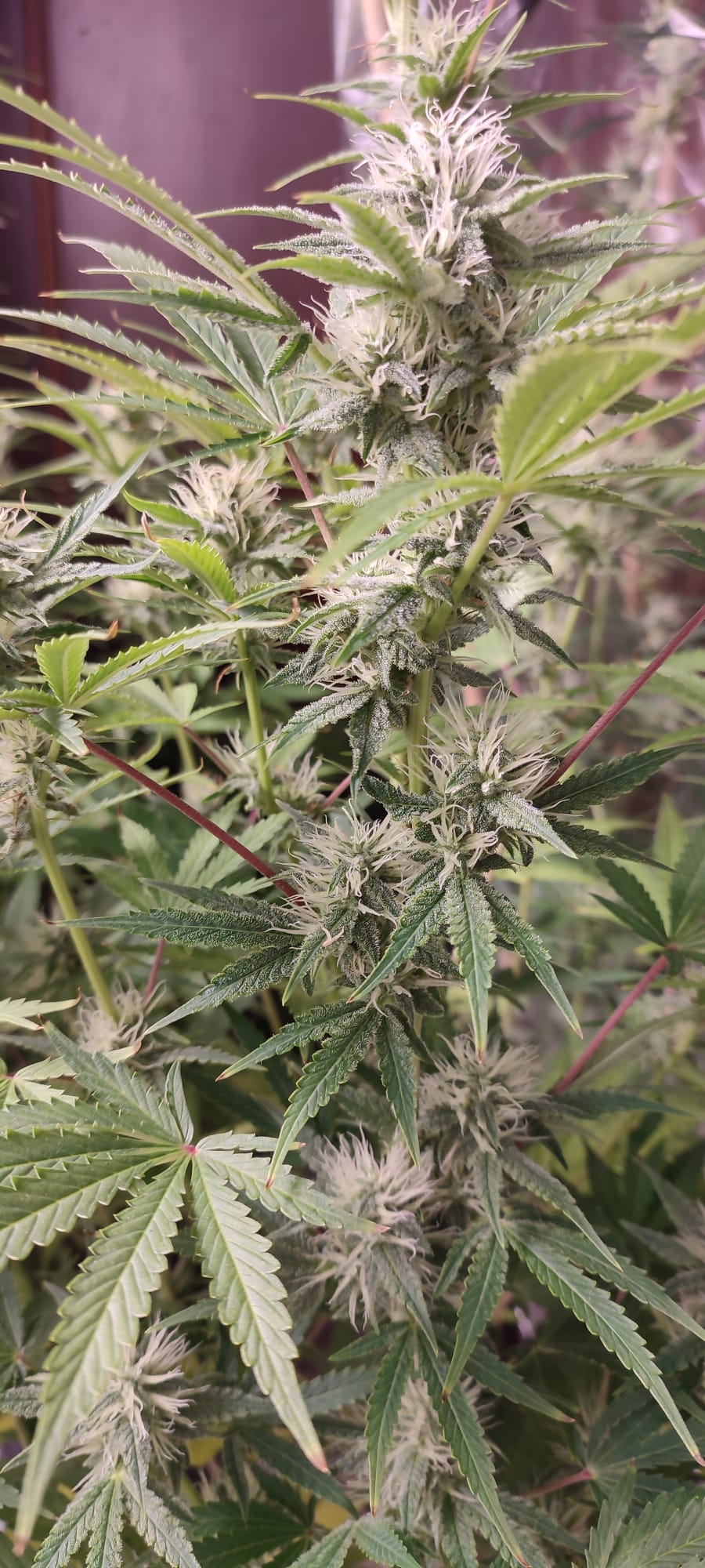 zapylanie  malawi auto.jpeg